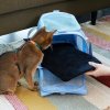heys pawsenger pet carrier blue galerie 30142 0004 00 15